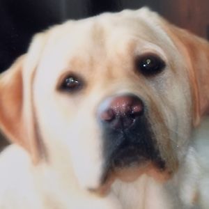 Meet your Posher, Hogan